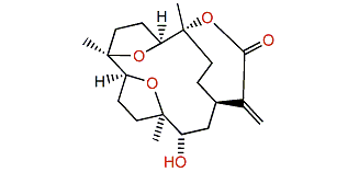 Sinulaparvalide B